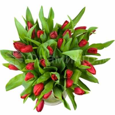 Красные тюльпаны Красные тюльпаны - главные символы весны. Красивый букет из красных тюльпанов – станет замечательным знаком внимания! Красные тюльпаны, лента